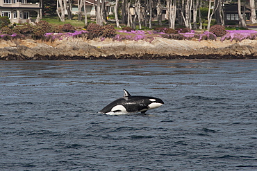 Transient killer whale (orca) (Orcinus orca) juvenile porpoising, Monterey, California, Pacific Ocean, United States of America, North America