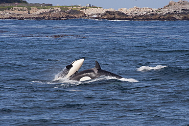 Juvenile transient killer whales (orcas) (Orcinus orca) breaching, Monterey, California, Pacific Ocean, United States of America, North America