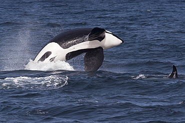 Large adult male transient killer whales (orcas) (Orcinus orca) breaching, Monterey, California, Pacific Ocean, United States of America, North America