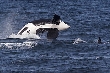 Large adult male transient killer whales (orcas) (Orcinus orca) breaching, Monterey, California, Pacific Ocean, United States of America, North America