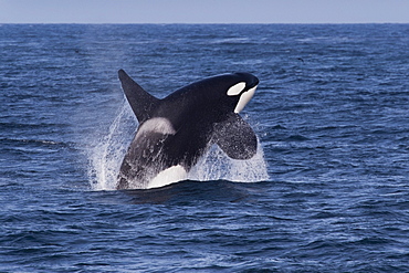 Large adult male transient killer whales (orcas) (Orcinus orca) breaching, Monterey, California, Pacific Ocean, United States of America, North America