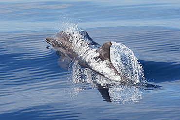 Rough toothed dolphin (Steno bredanensis) surfacing, Costa Rica, Pacific Ocean, Central America