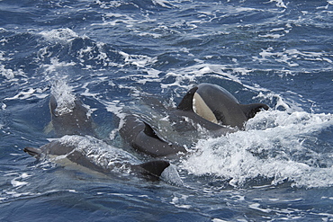 Short-beaked common dolphins (Delphinus delphis), mating behaviour, west of Faial Island, Azores, Atlantic Ocean, Portugal, Europe