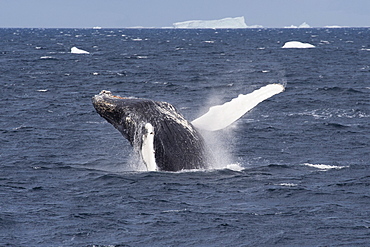 Humpback whale (Megaptera novaeangliae) breaching, Antarctic Peninsula, Antarctica, Polar Regions