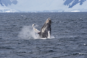 Humpback whale (Megaptera novaeangliae) breaching in front of glacier, Antarctic Peninsula, Antarctica, Polar Regions