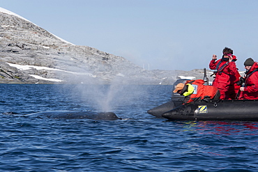 Friendly humpback whale (Megaptera novaeangliae), interacting with tourist zodiac, Antarctic Peninsula, Antarctica, Polar Regions