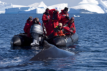 Friendly humpback whale (Megaptera novaeangliae), interacting with tourist zodiac, Antarctic Peninsula, Antarctica, Polar Regions