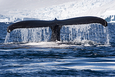 Humpback whale (Megaptera novaeangliae) fluking in front of glacier and mountains, Antarctic Peninsula, Antarctica, Polar Regions