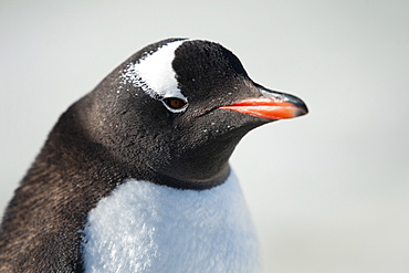 Gentoo penguin (Pygoscelis papua,), Peterman Island, Antarctic Peninsula, Antarctica, Polar Regions