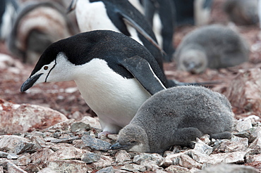 Chinstrap Penguin (Pygoscelis antarcticus) adult and chick, Hannah Point, South Shetland Islands, Antarctica, Polar Regions 