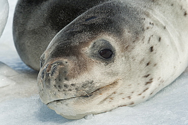 Leopard Seal (Hydrurga leptonyx) resting on iceberg, Pleneau Island, Antarctic Peninsula, Antarctica, Polar Regions 