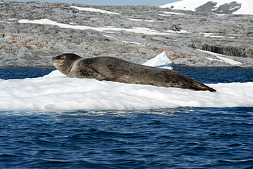 Leopard Seal (Hydrurga leptonyx) resting on iceberg near penguin colony, Pleneau Island, Antarctic Peninsula, Antarctica, Polar Regions 