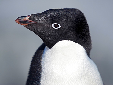 Adelie Penguin (Pygoscelis adeliae) portrait, Petermann Island, Antarctic Peninsula, Antarctica, Polar Regions 