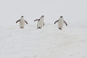 Chinstrap Penguins (Pygoscelis antarcticus), Orne Harbour, Antarctic Peninsula, Antarctica, Polar Regions 