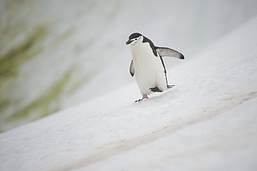 Chinstrap Penguin (Pygoscelis antarcticus), Orne Harbour, Antarctic Peninsula, Antarctica, Polar Regions 