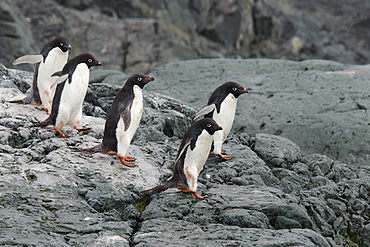 Adelie Penguin (Pygoscelis adeliae) group entering water, Yalour Islands, Antarctic Peninsula, Antarctica, Polar Regions 