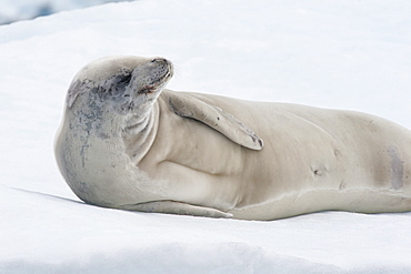 Resting Crabeater seal (Lobodon carcinophagus) on iceberg, Antarctic Peninsula, Antarctica, Polar Regions 