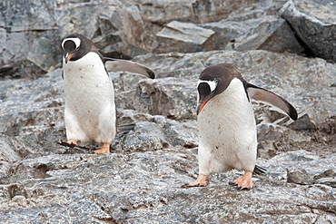 Adult Gentoo penguins (Pygoscelis papua) jumping on rocks, Antarctic Peninsula, Antarctica, Polar Regions 