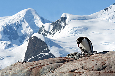 Adult Gentoo penguin (Pygoscelis papua) and chick on nest, with mountains and glaciers in background, Antarctic Peninsula, Antarctica, Polar Regions 