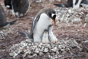 Adult Gentoo penguin (Pygoscelis papua) and chicks on nest, Neko Harbour, Antarctic Peninsula, Antarctica, Polar Regions 