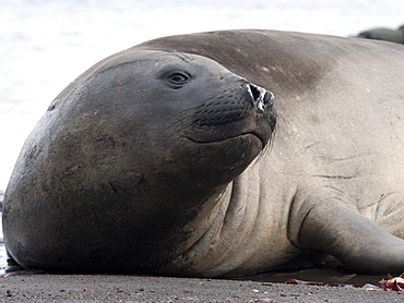 Southern elephant seal (Mirounga leonina) bull, Hannah Point, South Shetland Isles, Antarctica, Polar Regions