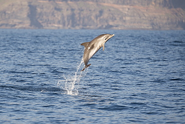 Atlantic spotted dolphin (Stenella frontalis) breaching high in the air, La Gomera, Canary Islands, Atlantic, Spain, Europe