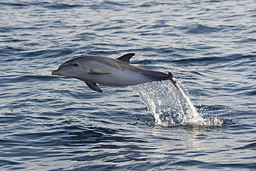 Atlantic spotted dolphin (Stenella frontalis) calf breaching high in the air, La Gomera, Canary Islands, Atlantic, Spain, Europe