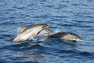 Atlantic spotted dolphins (Stenella frontalis) adult and calf porpoising, La Gomera, Canary Islands, Atlantic, Spain, Europe