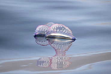 Portuguese man o' war (Physalia physalis) (Portuguese man-of-war), with reflection, La Gomera, Canary Islands, Atlantic, Spain, Europe