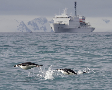 Chinstrap penguins (Pygoscelis antarcticus) porpoising in front of expedition ship, Half Moon Island, South Shetland Islands, Antarctica, Polar Regions