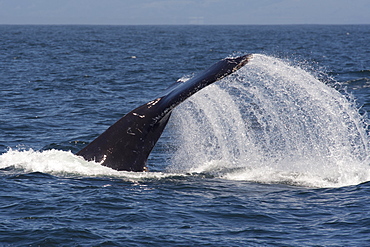 Humpback whale (Megaptera novaeangliae), lob-tailing or tail-throwing, Monterey, California, United States of America, North America