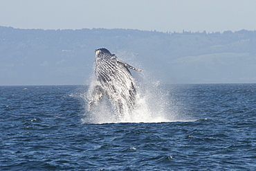 Humpback whale (Megaptera novaeangliae) adult breaching high in the air, Monterey, California, United States of America, North America