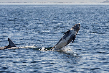 Rissos dolphin (Grampus griseus) breaching, Monterey, California, United States of America, North America