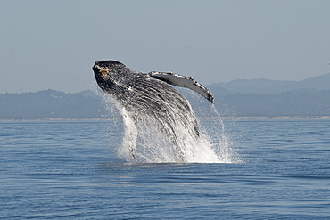 Humpback whale (Megaptera novaeangliae) adult breaching high in the air, Monterey, California, United States of America, North America