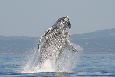 Humpback whale (Megaptera novaeangliae) adult breaching high in the air, Monterey, California, United States of America, North America