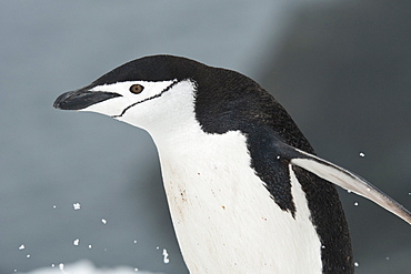 Chinstrap Penguin portrait, Pygoscelis antarcticus, Half Moon Island, South Shetland Islands