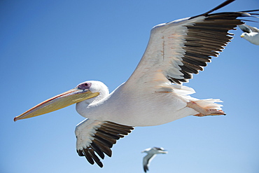 Great White Pelican, Pelecanus onocrotalus, also known as the Eastern White Pelican, Rosy Pelican, flying, Walvis Bay, Namibia