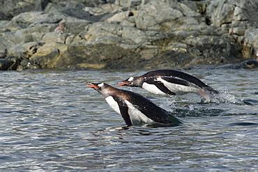 Gentoo penguins, Pygoscelis papua, porpoising. Hannah Point, South Shetland Islands