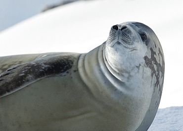 Crabeater seal, Lobodon carcinophagus, resting on an iceberg with mountain in background, Antarctic Peninsula