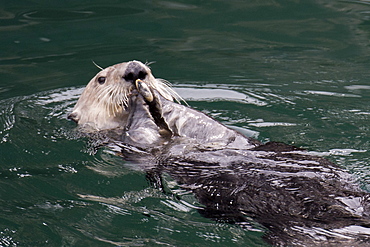 California Sea Otter, Enhydra lutris, eating shellfish off of its belly, Monterey, California, Pacific Ocean