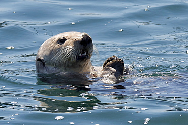 California Sea Otter, Enhydra lutris, eating shellfish off of its belly, Monterey, California, Pacific Ocean