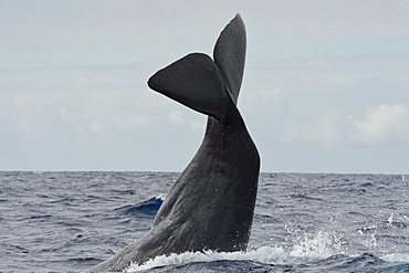 Sperm Whale, Physeter macrocephalus, lob-tailing at the surface, Azores, Atlantic Ocean