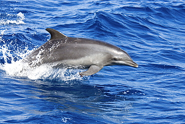 Common Bottlenose Dolphin (Tursiops Truncatus). Azores, North Atlantic