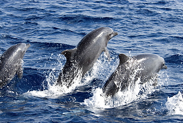 Common Bottlenose Dolphin (Tursiops Truncatus). Azores, North Atlantic