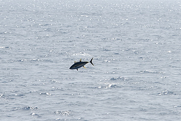 Yellowfin Tuna. Azores, North Atlantic   (rr)