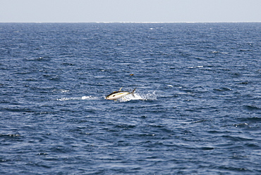 Yellowfin Tuna. Azores, North Atlantic   (rr)