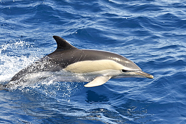 Common Dolphin (Delphinus delphis). Azores, North Atlantic. Taken 2008