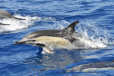 Common Dolphin (Delphinus delphis). Azores, North Atlantic. Taken 2008