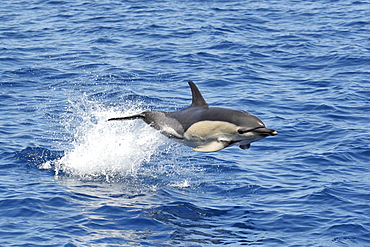 Common Dolphin (Delphinus delphis). Azores, North Atlantic. Taken 2008