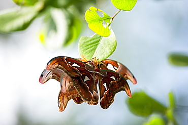 Atlas moth (Attacus atlas) mating. Balikpapan Bay, East Kalimantan, Borneo, Indonesia, Southeast Asia, Asia